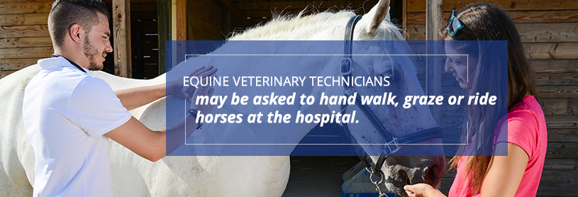 There are many different tasks that an equine vet tech performs which include hand walking, grazing or riding