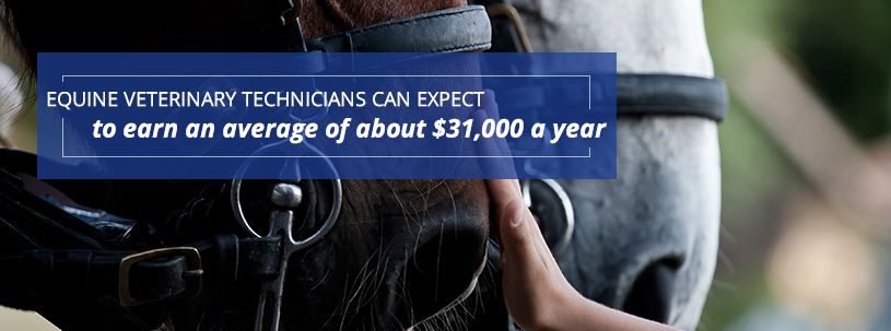 Equine Veterinary Technicians can earn up to an average salary of $31,000 a year