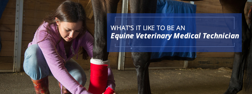 Whats it like to be an equine vet technician