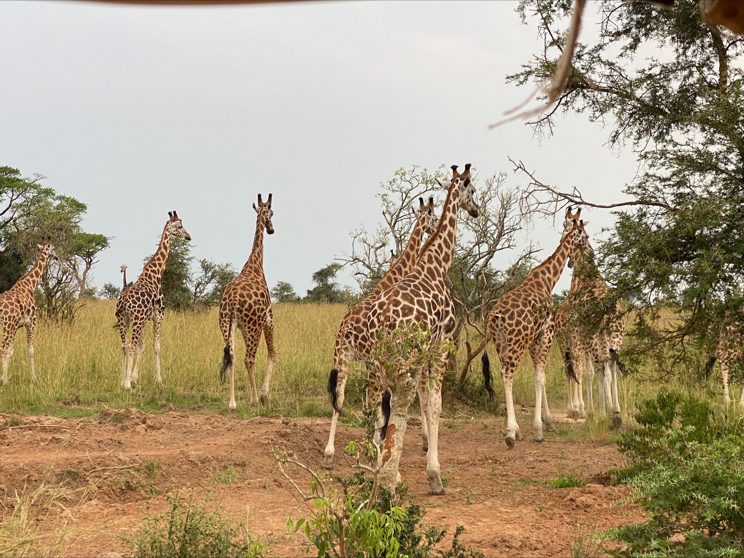 Giraffes on safari