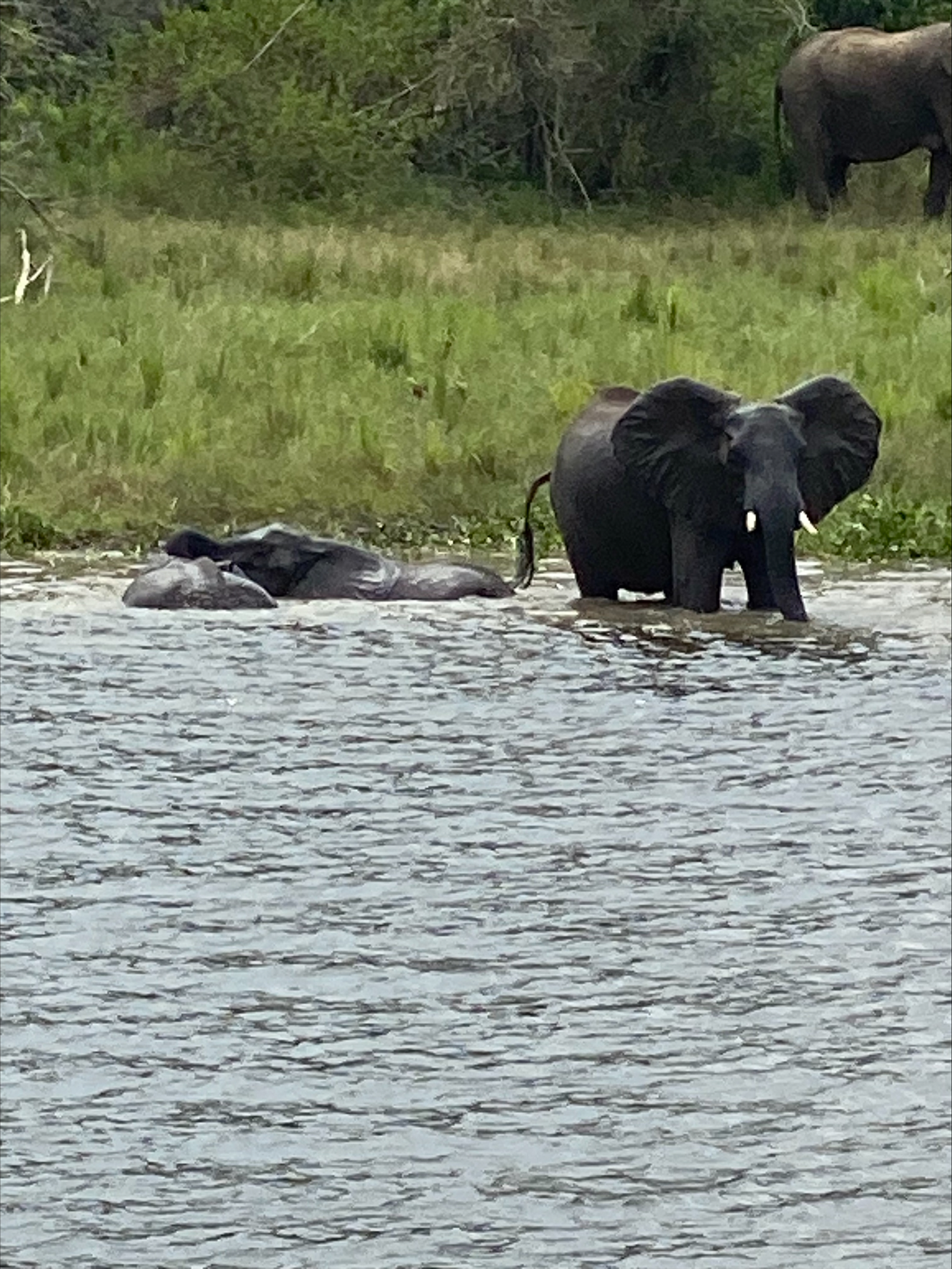 Elephants on safari