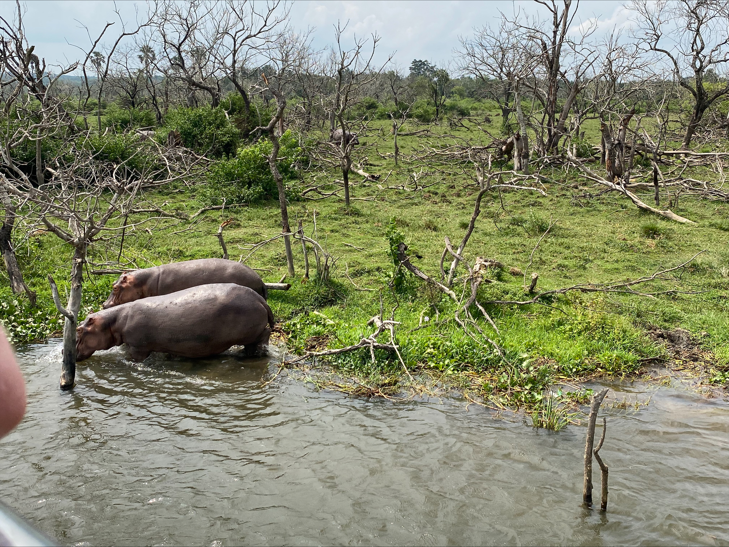 Hippos on safari