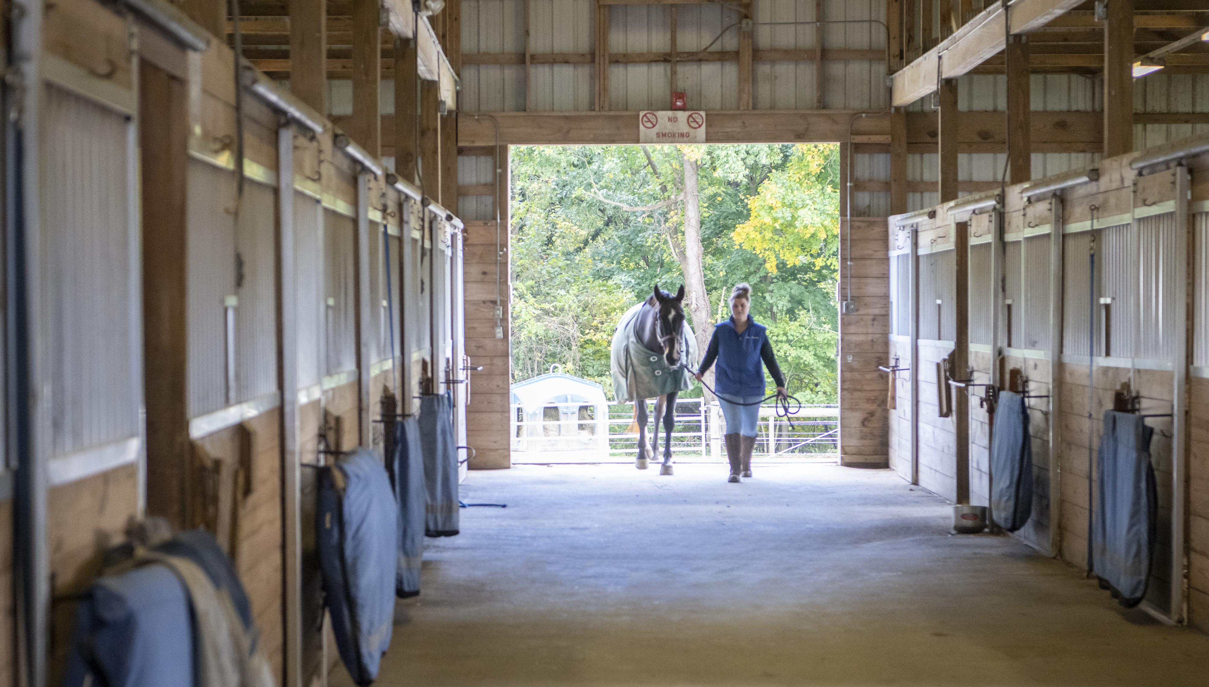 horse and person in stable