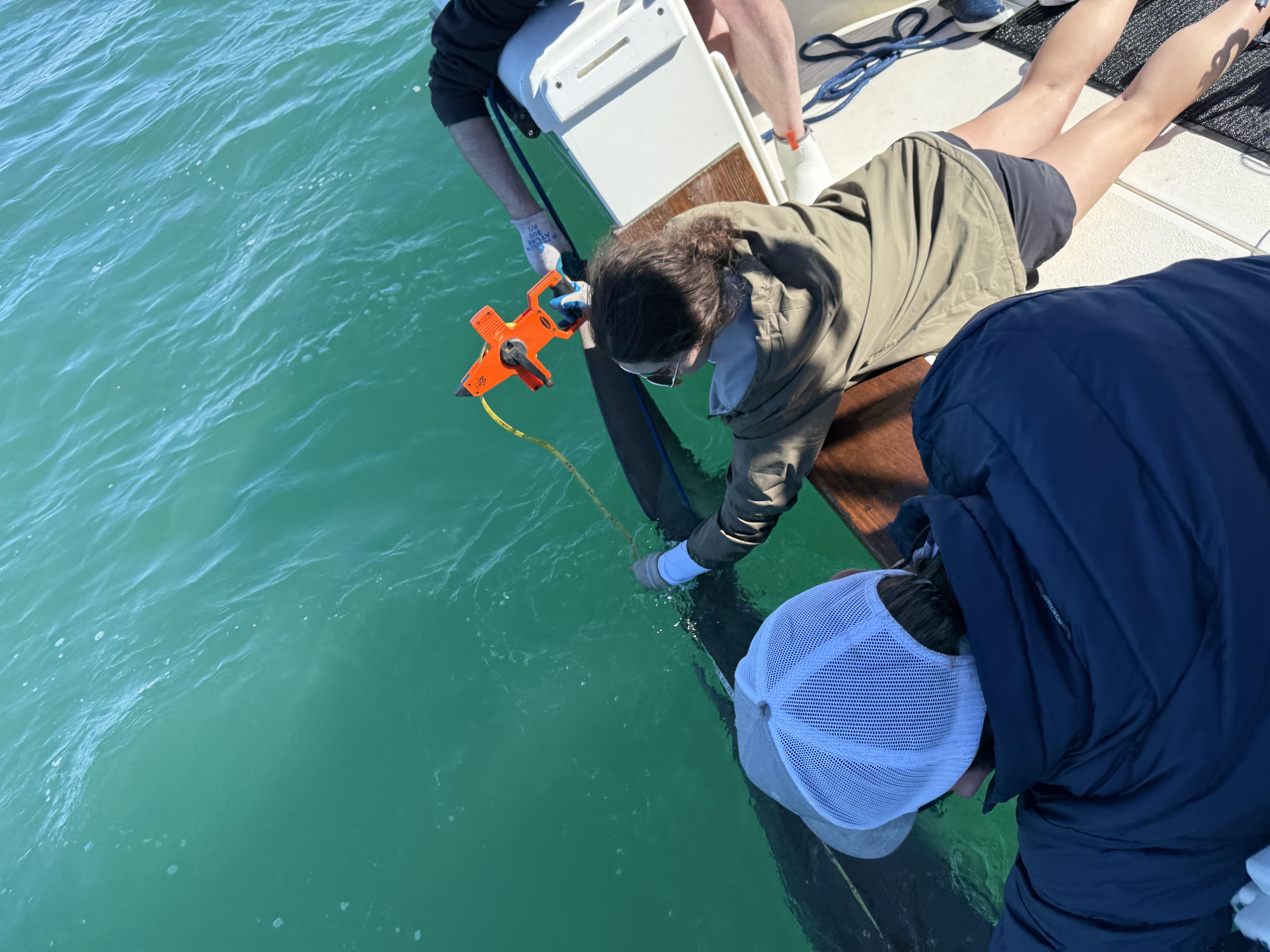 measuring the shark