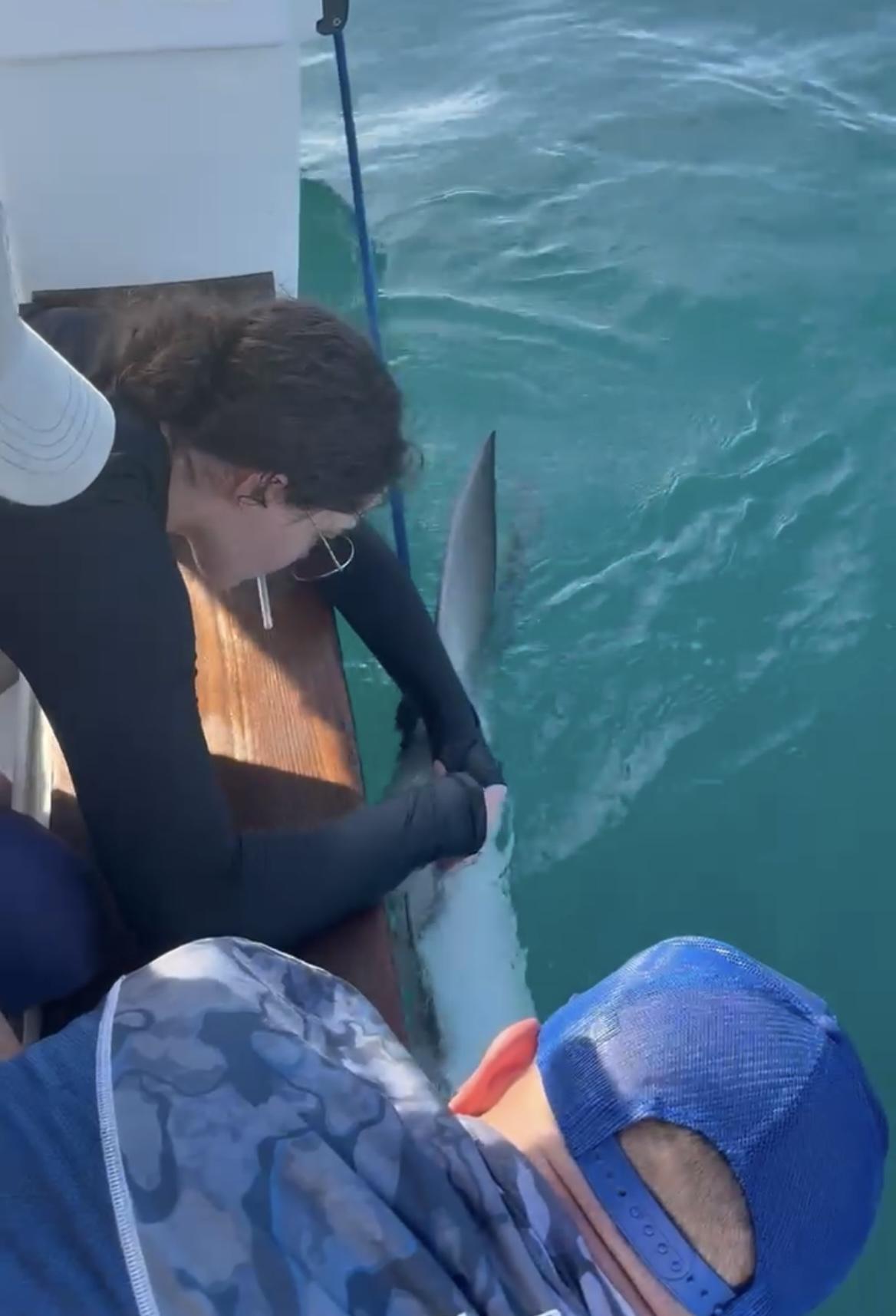 taking blood from a shark