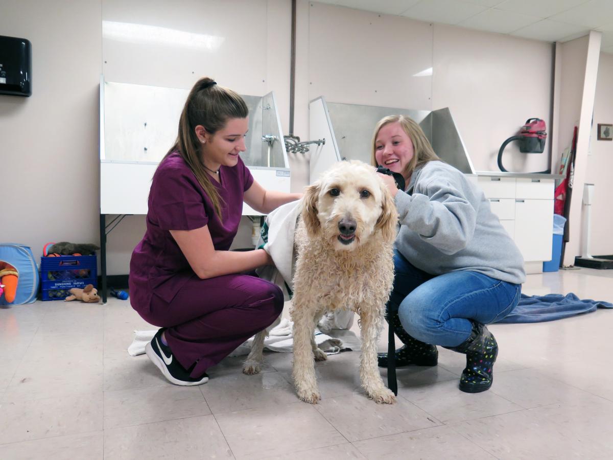 Wilson Vet Tech Club Dog Wash Postponed Indefinitely | Wilson Edu